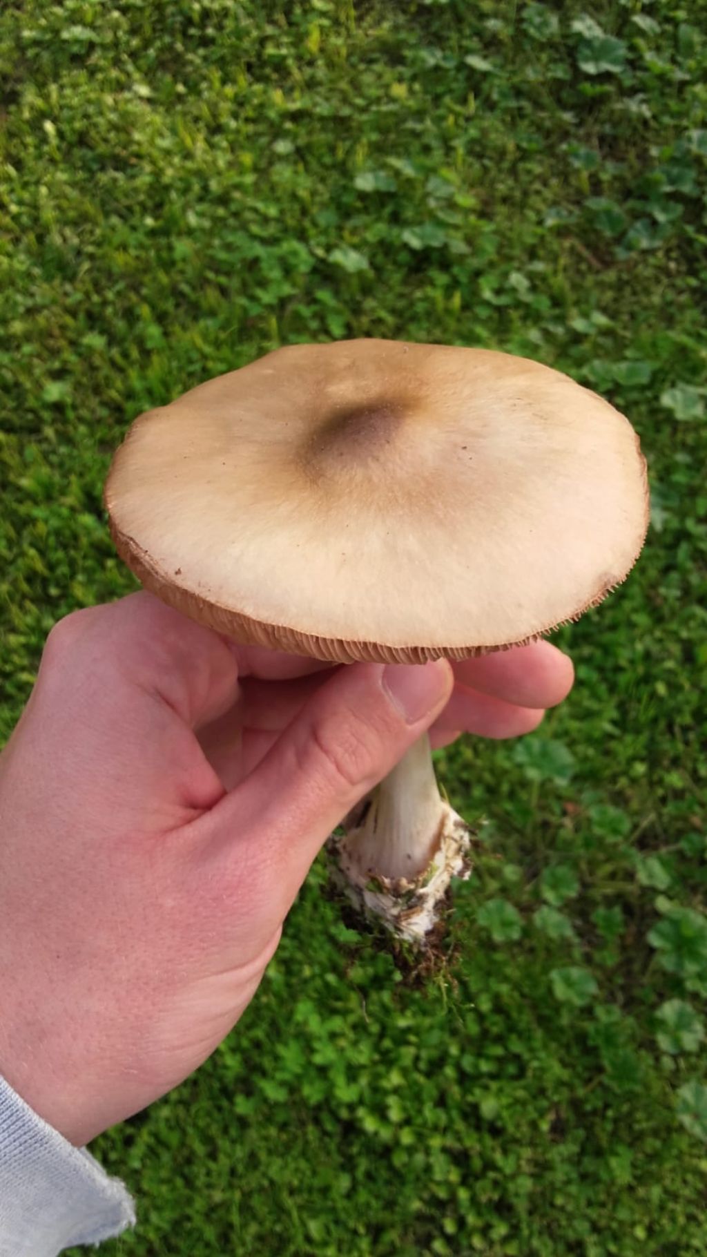 riconoscimento funghi parco di casa (roma caffarella)